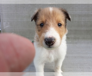 Collie Puppy for sale in PALM BAY, FL, USA