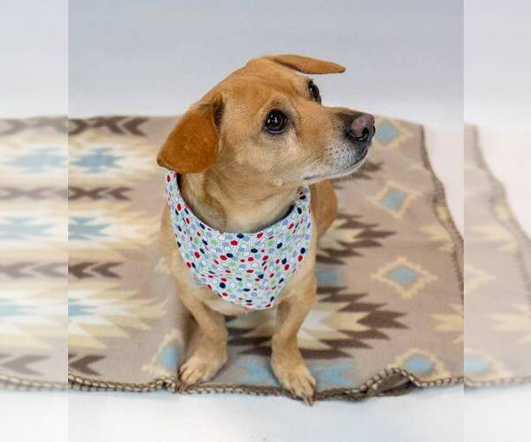 Medium Photo #4 Dachshund-Unknown Mix Puppy For Sale in Kennesaw, GA, USA