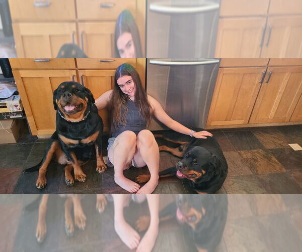 Medium Photo #2 Rottweiler Puppy For Sale in Gilbert, AZ, USA