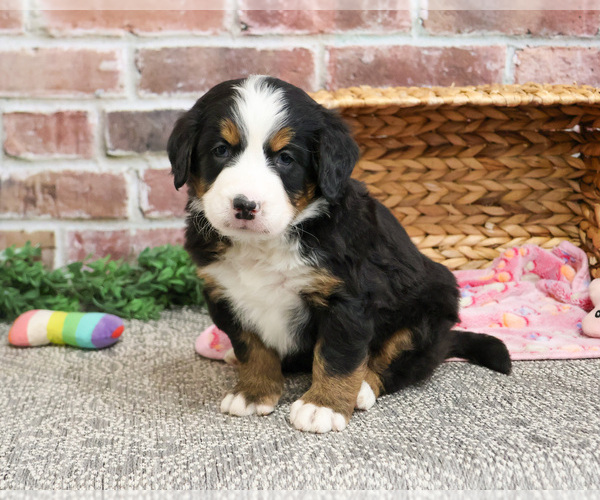 Medium Photo #3 Bernese Mountain Dog Puppy For Sale in SYRACUSE, IN, USA