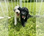 Small Photo #20 Goldendoodle Puppy For Sale in LOTHIAN, MD, USA