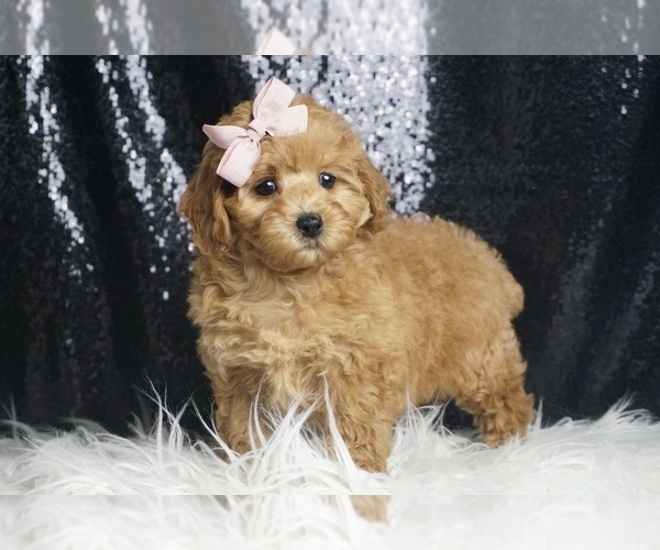 Medium Photo #6 Poodle (Toy) Puppy For Sale in WARSAW, IN, USA