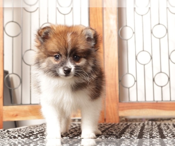 Medium Photo #2 Pomeranian Puppy For Sale in NAPLES, FL, USA