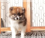Small #1 Pomeranian