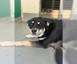 A257075 - Female German Shepherd Dog-Unknown Mix Dog for Adoption - Small photo