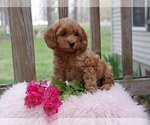 Puppy Cinderella Cocker Spaniel-Poodle (Miniature) Mix