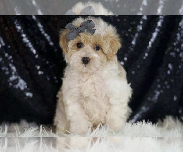 Medium Photo #5 Maltipoo Puppy For Sale in WARSAW, IN, USA