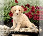Small #3 Goldendoodle (Miniature)