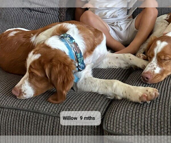 Medium Photo #5 Brittany Puppy For Sale in Curwensville, PA, USA