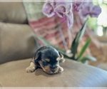 Small #7 Morkie