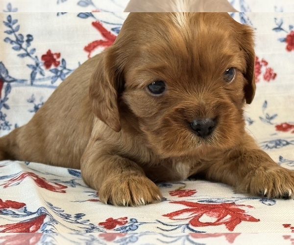 Medium Photo #4 Cavalier King Charles Spaniel Puppy For Sale in MELROSE, FL, USA