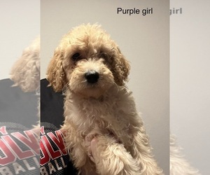 Bernedoodle Puppy for Sale in PEARL CITY, Illinois USA