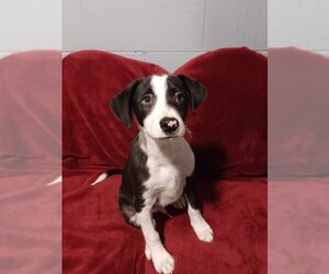 Border Collie-Unknown Mix Dogs for adoption in Mukwonago, WI, USA