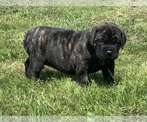 Mastiff Puppy for sale in CHAUVIN, LA, USA