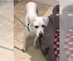 Small Photo #3 Labrador Retriever Puppy For Sale in Boca Raton, FL, USA