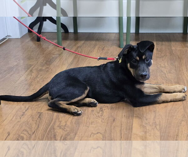 Medium Photo #4 Mutt Puppy For Sale in Sandy, UT, USA