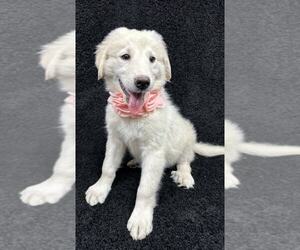 Great Pyrenees-Unknown Mix Dogs for adoption in Grafton, WI, USA