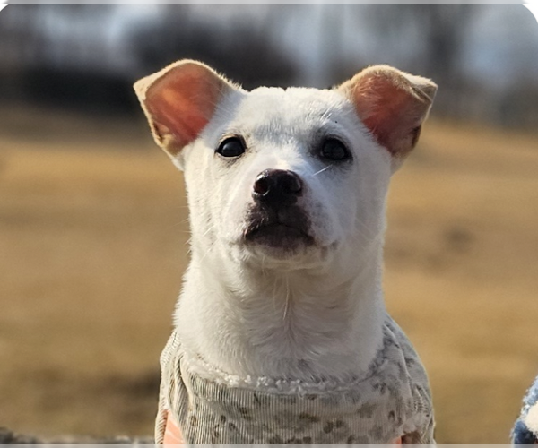 Medium Photo #1 Mutt Puppy For Sale in San Ramon, CA, USA