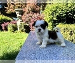 Small Photo #27 Shih Tzu Puppy For Sale in HAYWARD, CA, USA