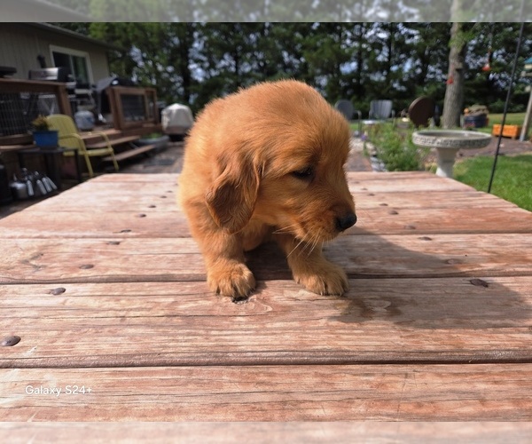 Medium Photo #4 Golden Retriever Puppy For Sale in LEON, KS, USA