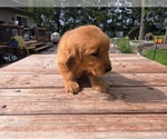 Small #3 Golden Retriever