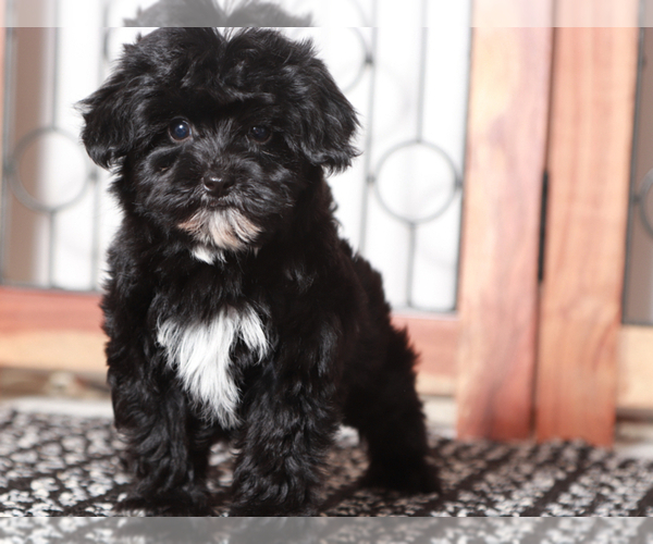 Medium Photo #1 YorkiePoo Puppy For Sale in NAPLES, FL, USA