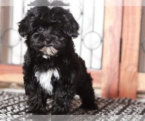 YorkiePoo Puppy for sale in NAPLES, FL, USA