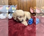 Small #6 Golden Retriever