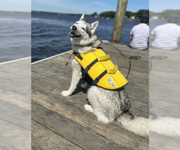 Medium Photo #2 Siberian Husky-Unknown Mix Puppy For Sale in Wakefield, RI, USA