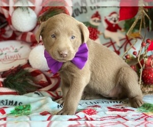 Labrador Retriever Puppy for sale in LANCASTER, PA, USA