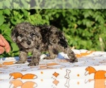Small #16 Poodle (Toy)