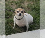 Small Chihuahua