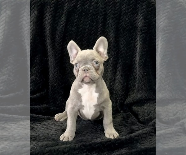 Medium Photo #31 French Bulldog Puppy For Sale in FOUNTAIN CITY, IN, USA