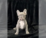 Puppy Phoebe French Bulldog