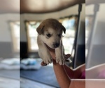 Puppy 1 Alaskan Husky-Alaskan Malamute Mix
