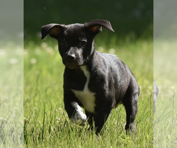 Medium Photo #6 Shepweiller Puppy For Sale in Mechanicsburg, PA, USA