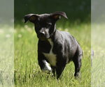 Small #5 Shepweiller