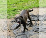 Small #1 Labrador Retriever