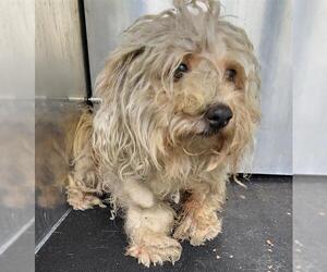 Maltese-Unknown Mix Dogs for adoption in San Antonio, TX, USA