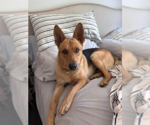 Medium Photo #1 German Shepherd Dog Puppy For Sale in Santa Barbara, CA, USA