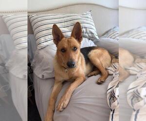 German Shepherd Dog Dogs for adoption in Santa Barbara, CA, USA