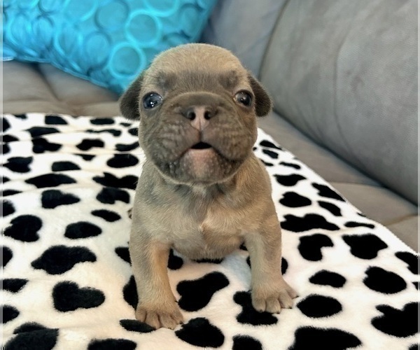 Medium Photo #35 French Bulldog Puppy For Sale in LAS VEGAS, NV, USA