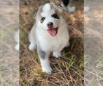 Small Photo #3 Siberian Husky Puppy For Sale in BROOKSVILLE, FL, USA