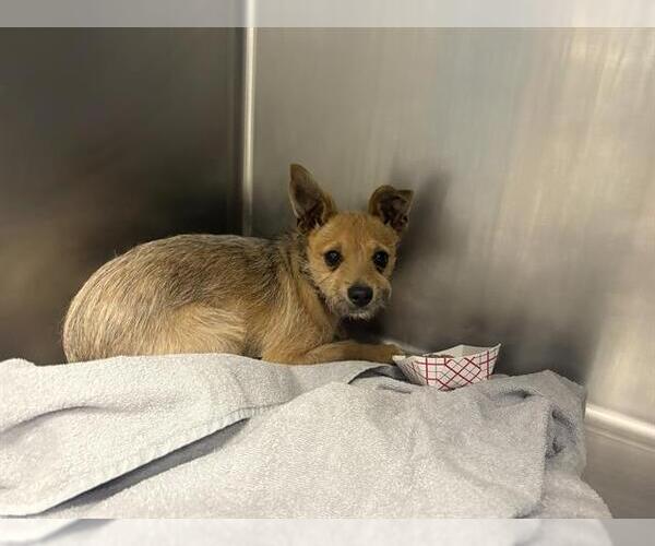 Medium Photo #1 Mutt Puppy For Sale in Santa Cruz, CA, USA