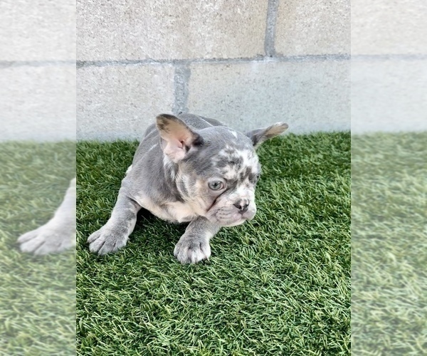 Medium Photo #11 French Bulldog Puppy For Sale in RIVERSIDE, CA, USA