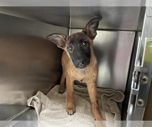 Medium Photo #1 German Shepherd Dog-Unknown Mix Puppy For Sale in Pasadena, CA, USA