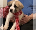Small Photo #2 Labrador Retriever-Siberian Husky Mix Puppy For Sale in CHESAPEAK BCH, MD, USA