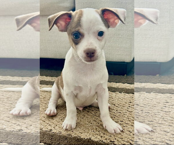 Medium Photo #2 Rat-Cha Puppy For Sale in Royal Palm Beach, FL, USA
