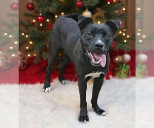 Mutt Dogs for adoption in Talladega, AL, USA