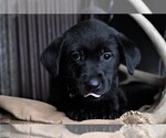 Small Photo #20 Labrador Retriever Puppy For Sale in STROUD, OK, USA